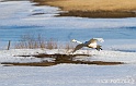 Cygne chanteur 7454